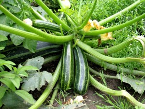 piantare-zucchine_O1
