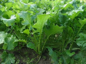 cima_di_rapa